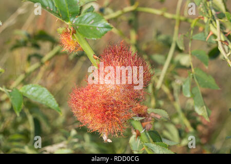 Gemeine Rosengallwespe, Rosen-Gallwespe, Gallwespe hut Galle eine Rose, Rosa erzeugt, Rosenapfel, Rosengalle, Schlafapfel, Bedeguar, Bedeguare, Diplolep Stockfoto