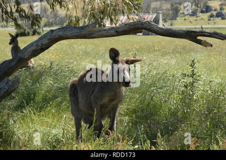Kängurus auf orroral Homestead Stockfoto