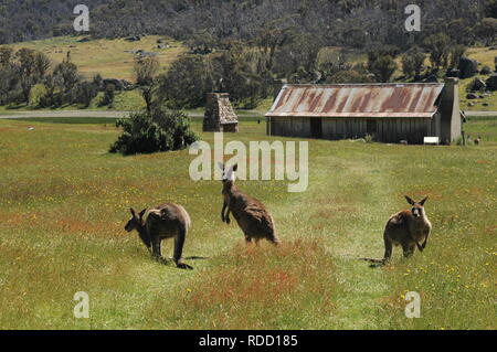 Mob von Kängurus bei orroral Homestead Stockfoto