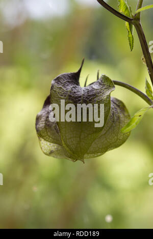 Apple von Peru seed Pod Stockfoto