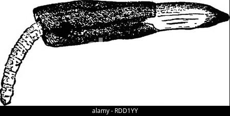 . Das Buch von Mais: Eine vollständige Abhandlung über die Kultur, die Vermarktung und die Verwendung von Mais in Amerika und anderswo, für Bauern, Händlern, Herstellern und anderen: ein umfassendes Handbuch über die Herstellung, der Verkauf, Gebrauch und Handel der größten Getreide der Welt. Mais. Mais Schädlinge und Krankheiten 267 nicht erreicht haben, die Bühne sterben und verwesen in ihren Höhlen, wo Sie Schimmel und Fäulnis, die Mais unbrauchbar. Im Garten Patches von Mais, von Hand gepflückt ist das beste Hilfsmittel bisher vorgeschlagen. Die Anpflanzung von mehreren Reihen der frühen Mais um das Feld haftet befallen zu sein hat, advis Stockfoto