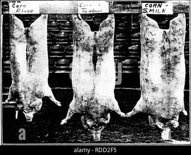 . Schweinefleisch-Produktion. Schweinen. . Bitte beachten Sie, dass diese Bilder sind von der gescannten Seite Bilder, die digital für die Lesbarkeit verbessert haben mögen - Färbung und Aussehen dieser Abbildungen können nicht perfekt dem Original ähneln. extrahiert. Smith, William Wesley, 1878 -; Craig, Robert Alexander, 1872 -. New York: Macmillan Stockfoto