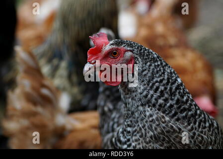 Grau Huhn Kopf vor, braun Huhn auf Hintergrund Stockfoto