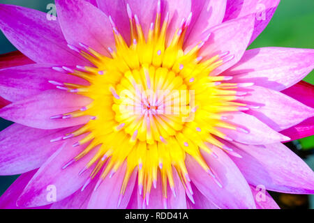 Pink Lotus blühen wunderschön auf tagsüber, die Lotus ist das Symbol des Buddhismus und Buddhistische Respekt heilig. Stockfoto