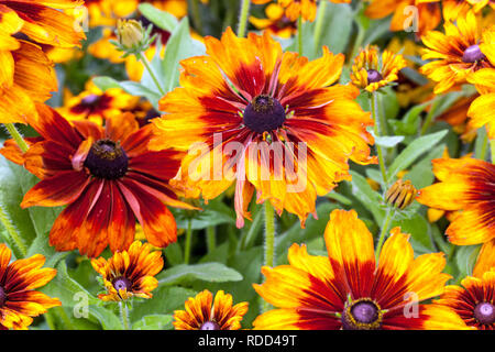 Mehrjährige Gartenblume Grenze Pflanze Rudbeckia Gloriosa Daisy Stockfoto