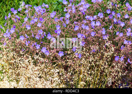 Mehrjährig Garden Flower Grenze pflanze Cranesbill blaue Geranie Stockfoto