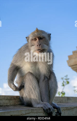 Fotogen Long-tail balinesischen Affen (Macaca fascicularis) sitzt an der Wand und Beurteilung/in die Kamera schaut bei Uluwatu Tempel in Kuta, Bali Stockfoto