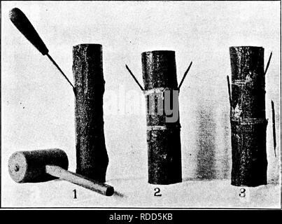 . Pflanzliches: Gewächshaus und Gärtnerei Praxis. Pflanzenvermehrung. 132 I "LANT PROrAGATlON wachsen auf Willow, Bergahorn auf Laurel Laurel auf Cherry und so weiter. Solchen Fällen, außer wie erwähnt (207), sind nicht Transplantationen, sondern sind lediglich die Bäume einer Art wächst im Boden in Spalten der anderen Art gehalten - Fällen keine Seltenheit. 194. Lager - jede Anlage teil, in der Regel root oder" stammen, in denen eine Knospe oder einen Cion eingefügt ist ein Pflanzenarten, reichlichen}' oder Belastung zu propagieren. 195. Cion - jede Anlage teil, die in der Regel aus einem Schaft, in einem Lager, die für die Vermehrung eingefügt. Es kann aus einer Knospe mit wenig oder keine Woo Stockfoto