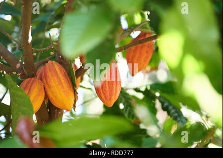 Kakao Plantage Thema. Gruppe bereit zu ernten Kakaofrüchte Stockfoto