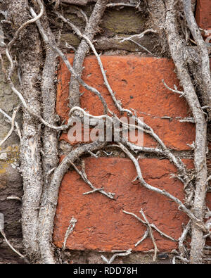 Close-up getrockneter Efeu beruht auf einer Wand aus rotem Backstein und Stein Stockfoto