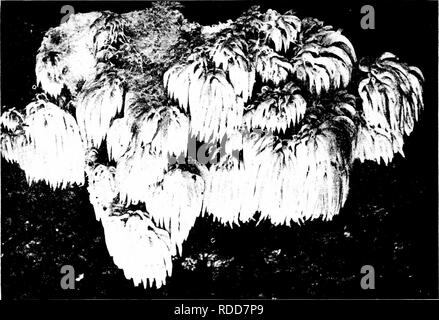 . Minnesota Pilzen... Botanik; Pilze. io 8 MINNESOTA PILZE irpex lacteus Weiß Irpex Gap eine dünne Schicht ledrigen, 2-7 cm lang, den umgedrehten Rand behaart, Pure White: Zähne, akute, überfüllt, weiß. Der Name bezieht sich auf die Farbe. () n tot oder verfallende Zweige; wahrscheinlich genießbar, wenn auch etwas hart. CORAL PILZE CLAVARIACEAE Cap greatlv verzweigt und Korallen- oder Blatt - wie, oder weniger häufig Club-förmigen oder Kopf - geprägt. Die Oberfläche der Kappe oder seine Niederlassungen ist glatt, so unterscheiden. Fii.; uRE 72. Hydxuji caput - Ursi die Koralle - Pilze von ähnlichen Formen unter dem Zahn Pilze. Coral - Wie f Stockfoto