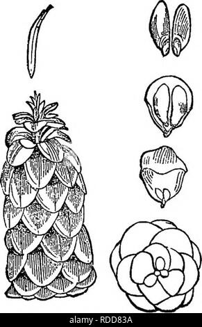 . Die Elemente der Forstwirtschaft: entwickelt, um Informationen über die Pflanzung und Pflege von Bäumen für Ornament oder Gewinn- und geben Anregungen für die Gestaltung und Pflege von Wäldern, mit Blick auf die Sicherung der größte Vorteil für die längste Zeit, besonders auf die Wünsche und Bedingungen der Vereinigten Staaten angepasst zu leisten. Die Wälder und die Forstwirtschaft. 336 Die Hemlocks. der alleinigen - Leder, und in einigen Regionen, in denen die Bäume geschnitten wurden und für ihre Rinde geschält, das Bauholz noch zu Verrotten auf dem Boden erlaubt ist. 1362. Es tritt manchmal von der unermeßlichen Größe und zu erheblichen Körper von selbst Stockfoto