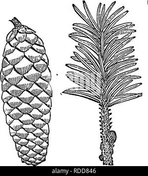 . Die Elemente der Forstwirtschaft: entwickelt, um Informationen über die Pflanzung und Pflege von Bäumen für Ornament oder Gewinn- und geben Anregungen für die Gestaltung und Pflege von Wäldern, mit Blick auf die Sicherung der größte Vorteil für die längste Zeit, besonders auf die Wünsche und Bedingungen der Vereinigten Staaten angepasst zu leisten. Die Wälder und die Forstwirtschaft. Die Tannen: Das Hemhcks 335 die Küste gehört zu folgenden Arten und ist jetzt unter dem Namen bekannt, durch die Sie in einem früheren Zeitraum beschrieben wurde: 1358. Das Menzies Speuce {Pieca Murieliae) wird von Männer-docino Co., Kalifornien, zu finden Stockfoto