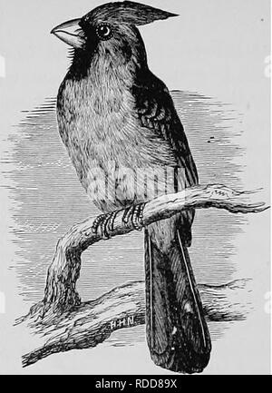 . Ein beliebtes Handbuch der Ornithologie der Vereinigten Staaten und Kanada, auf nuttall's Manual. Vögel, Vögel. Kardinal. REDBIRD. Cardinalis CARDINALIS. Char. Kopf mit auffälligen Kamm. Mann: Oben, helle vermi - Löwe, schattigen mit Grauen auf der Rückseite, unter, blasser; Stirn und Hals schwarz. Frau: Oben, Olive grau; unter, Buffy. Junge ähnlich wie weiblich, aber langweiliger. Länge ca. 8 - Syi Zoll. Ein ^-Est. In einer Vielzahl von Situationen, am häufigsten unter einem Dickicht von brambles oder in einer niedrigen Baum; Lose von Zweigen, Streifen von Rebe, trockenes Gras, Unkraut - Stiele, mit feinem Gras oder Wurzeln gefüttert Stockfoto