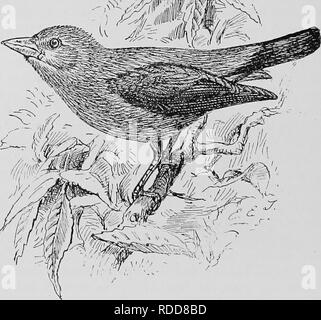 . Ein beliebtes Handbuch der Ornithologie der Vereinigten Staaten und Kanada, auf nuttall's Manual. Vögel, Vögel. ^;^' 2^^&lt;^C - Pmm. SCARLET TANAGER. PiRANGA ERYTHROMELAS. Char. Mann: Scharlach, und schwarze Flügel und Schwanz. Weiblich und jung; oben, Olivenöl ich Flügel und Schwanz dusky, die Federn umrandete mit Oliven; Unten, grünlich gelb. Länge 7 bis •; % Zoll. Nest. In einem Waldgebiet Grove, manchmal in einem Obstgarten, in der Nähe der Extremität eine horizontale Extremität 10 bis 20 Fuß über dem Boden platziert; aus Zweigen, Wurzeln, oder Fetzen von Rinde, und gesäumt von Wurzeln, manchmal mit Pine-Nadeln. Eier. 3-5 Stockfoto