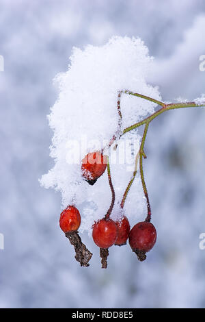 Nahaufnahme von roten Hagebutten mit Schnee bedeckt Stockfoto