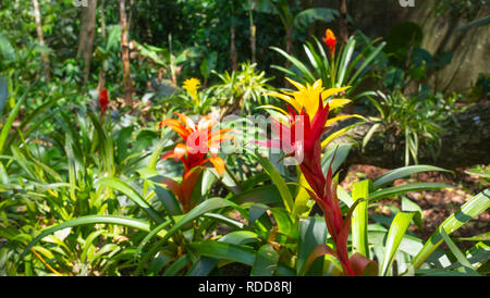 Blumen blühen in den Dschungel Stockfoto