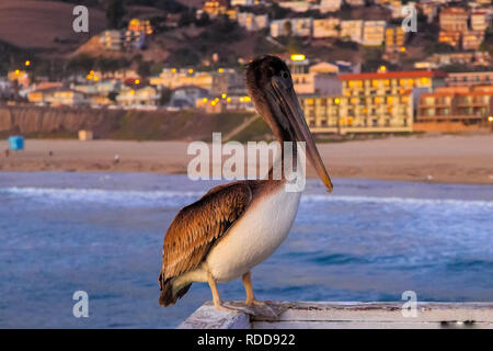 Wasservögel Pelikan auf dem Geländer der Meer Pier, pelikane an den Menschen gewöhnen. Stockfoto