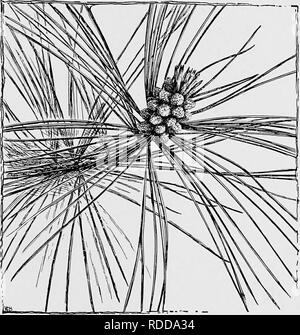 . Der Unterricht in der Botanik. Botanik. G YMNOSPERMS. l 87 309. Männliche Kegel oder männliche Blüten. - Die männlichen Zapfen sind in Clustern getragen wie in der Abb. gezeigt. 158. Die kompakten, fast Cylin - drical, oder kegelförmige Masse ist ein Kegel, oder Blume bezeichnet, und jeder stellt sich statt einer langen lateralen Zweig. Eine dieser Kegel ist. Abb. 158. Spray von White Pine, Cluster von männlichen Kegel, kurz bevor die Streuung der Pollen. deutlich gezeigt in Abb. vergrößert. 159. Die zentrale Achse der einzelnen Kegel ist ein seitlicher Zweig, und gehört zu den Stamm-Serie. Die stammzellen Achse des Kegels kann im Bild zu sehen. 160. Es ist kom- plett b Stockfoto