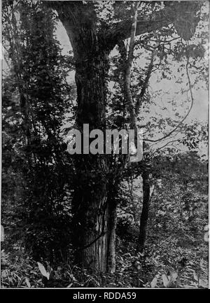 . Wald Flora von Japan. Hinweise zu den Wald Flora von Japan. Bäume; die Wälder und die Forstwirtschaft; Botanik. Platte XV T.. RICINIFOLIUM ACANTHOPANAX, scheinen.. Bitte beachten Sie, dass diese Bilder sind von der gescannten Seite Bilder, die digital für die Lesbarkeit verbessert haben mögen - Färbung und Aussehen dieser Abbildungen können nicht perfekt dem Original ähneln. extrahiert. Sargent, Charles Sprague, 1841-1927. Boston, Houghton Mifflin, Stockfoto