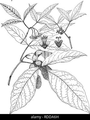 . Wald Flora von Japan. Hinweise zu den Wald Flora von Japan. Bäume; die Wälder und die Forstwirtschaft; Botanik. Platte X.. C. E. FjixON deL ACER NIKOENSE, Maxm.. Bitte beachten Sie, dass diese Bilder sind von der gescannten Seite Bilder, die digital für die Lesbarkeit verbessert haben mögen - Färbung und Aussehen dieser Abbildungen können nicht perfekt dem Original ähneln. extrahiert. Sargent, Charles Sprague, 1841-1927. Boston, Houghton Mifflin, Stockfoto
