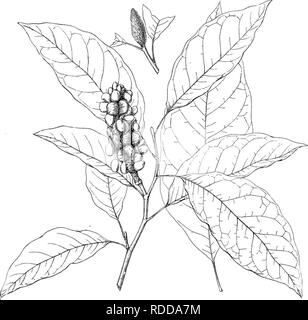 . Wald Flora von Japan. Hinweise zu den Wald Flora von Japan. Bäume; die Wälder und die Forstwirtschaft; Botanik. Platte IV. C. E. Faxon del. MAGNOLIA SALISCHEN IFOLIA, Maxm.. Bitte beachten Sie, dass diese Bilder sind von der gescannten Seite Bilder, die digital für die Lesbarkeit verbessert haben mögen - Färbung und Aussehen dieser Abbildungen können nicht perfekt dem Original ähneln. extrahiert. Sargent, Charles Sprague, 1841-1927. Boston, Houghton Mifflin, Stockfoto