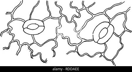 . Der Unterricht in der Botanik. Botanik. Abb. 48. Abb. 49. Stoma öffnen. Stoma geschlossen. Die Zahlen 48, 49. - Abschnitt durch Spaltöffnungen von Ivy leaf. Gesichter des Blattes und die Epidermis bezeichnet. Die Wände sind recht Stout und die Außenwände sind culicularized. 100. Weiches Gewebe des Blattes. - Die Zellen, in denen das grüne Chlorophyll Gremien werden auf zwei verschiedene Arten angeordnet. Die auf der oberen Seite des Blattes sind in der Regel lang und Pris-matic in Form und eng parallel zueinander liegen. Aufgrund dieser Anordnung dieser Zellen sie bezeichnet werden • Die palisade Zellen, und die Form der sogenannten Palisade Laye Stockfoto