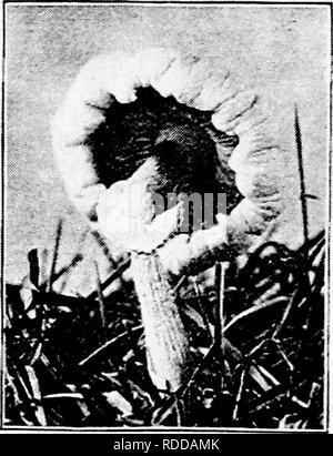 . Bauernhof Freunde und Feinde: einen Text - das Buch der Agrarwissenschaften. Landwirtschaftliche Schädlinge, Nützlinge und Schädlinge. 2 l 8 FARM Freunde und Feinde der Oberseite dieser die Sporen produziert werden. Es mit einem Apple Tree: das Myzel entspricht in einer Weise zu den Wurzeln; die vertikale Spalte Trunk; die Sporen, die Samen in den Früchten vergleichen. Können Sie nicht sehen, dass diese Form ist wirklich ein Werk, obwohl es fehlt der grüne Farbstoff unserer vertrauter Pflanzen? Parasitische Pilze Die fliegenpilze, Pilze, und Formen sind alle Pilze, die auf Kosten von Toten oder Verrottenden pflanzlichen oder tierischen Mat live Stockfoto