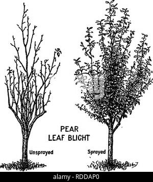 . Bauernhof Freunde und Feinde: einen Text - das Buch der Agrarwissenschaften. Landwirtschaftliche Schädlinge, Nützlinge und Schädlinge. Die Broschüre auf Pilze Neben den Zeichnungen und schriftlichen Seiten unter Observa vorgeschlagen- für Schülerinnen und Schüler ist es einfach die Broschüre auf fiingi durch angebracht speci - mens der Blätter und andere Pflanzenteile, mit verschiedenen fungous Parasiten betroffen zu bereichern. Diese treten überall im Herbst, so dass es sehr leicht erreicht werden. Sie können für ein paar Tage zwischen Papiere gedrückt werden, täglich ändern, und dann durch die Streifen von gummierte Etiketten montiert. Der Name, Ort, Datum, Sammler sollte Stockfoto
