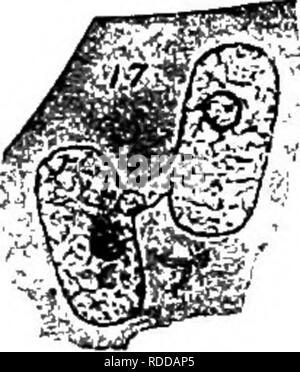 . Die Pilze, die die Krankheit verursachen. Pflanzenkrankheiten; Pilze. Die PILZE, DIE URSACHE DER KRANKHEIT 301 Die chlamydospores kann einfach oder zusammengesetzt, fruchtbar werden oder teilweise steril und sind verschieden geformten und als in der Gattungen beschrieben. Die chlamydospores kann sofort oder nach einer mehr oder weniger langen Rest Intervall keimen. In keimen in Wasser oder Nährlösung (Gülle, Wasser, etc.), ein kurzes Rohr hineinragt, ist die Pro-Myzel, diese unterschiedlichen Charakter der beiden Familien, Feigen. 217, 231. Aus dem promycelium der meisten Arten entwickeln, Konidien, (oft als sporidia) 1 - Stockfoto