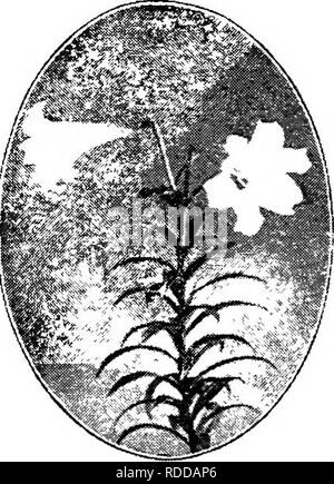 . Bauernhof Freunde und Feinde: einen Text - das Buch der Agrarwissenschaften. Landwirtschaftliche Schädlinge, Nützlinge und Schädlinge. Das INSEKT BESTÄUBER 209 Sie sind im Ausland ermöglichen, eine große Anzahl von Blüten in einer kurzen Zeit zu pollenize."^ Einige der anderen Lilien ähnliche Anpassungen an die Besuche von Sphinx Nachtfalter zeigen, und viele Der honeysuckles und andere blühende Pflanzen sind zur Bestäubung durch solche Besucher angepasst. 1 Unkraut, zehn Neue Etigland Blüten.. Ostern Lily. Bitte beachten Sie, dass diese Bilder sind von der gescannten Seite Bilder, die digital für die Lesbarkeit erhöht worden sein können extrahiert-c Stockfoto