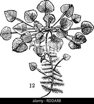 . Analytische Klasse - das Buch der Botanik: für Akademien und privaten Studenten konzipiert. Pflanzen. Allgemein betrifft. Name jeder Abbildung. Zeigen Sie den Unterschied zwischen figa. 1 und 2. Definieren Sinuate Linear. Beschreiben der Sinuate Blatt - die Lyrate - die Pinnatifid - die Euncinate. Wie wird die Pedate Blatt - die Palmate? Beschreiben der Peltate Blätter - die Schräge Blatt. Wie werden die Blätter in Abb. 12? Wie viele Blätter von EXOGEN - was der Endoffcn - wie unterscheiden sie ihre cliaracters? Wenn die Nocken an der tho Basis der Klinge in Abb. 13 Gleichermaßen entwickelt wurden, welche Art von Blatt würde es sein? Was ist die Unterscheidung characte Stockfoto