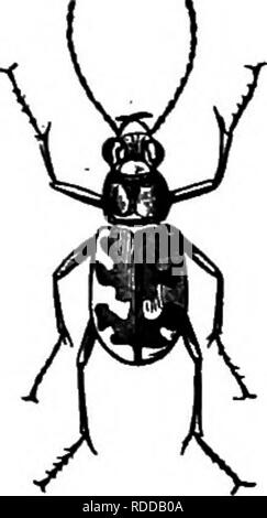 . Bauernhof Freunde und Feinde: einen Text - das Buch der Agrarwissenschaften. Landwirtschaftliche Schädlinge, Nützlinge und Schädlinge. Tiger Käfer sie mit weit geöffnetem Rachen, die Einverleibung der Opfer körperlicher, während andere Piercings mit spitzen Schnäbeln ihr Blut zu saugen. Wieder andere legen Sie lancelike ovipositors, durch die Sie in den Körper des Opfers kleine Eier, die zu Parasiten, deren Angriffe als tödlich sind wie die der größeren Gegner entwickeln lassen. Die Insekten, die de-gewünschtes die Körper oder das Blut ihrer Opfer saugen werden als Räuberisch Insekten. Es gibt sehr viele Verschie Stockfoto