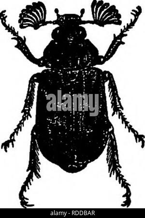 . Bauernhof Freunde und Feinde: einen Text - das Buch der Agrarwissenschaften. Landwirtschaftliche Schädlinge, Nützlinge und Schädlinge. 132 FARM FREUNDE UND FEINDE Lamellicorn Käfer nur wenige der großen Anzahl der Käfer Familien in diesen Seiten angesehen werden können. Eine der wichtigsten ist die große Gruppe der Lamellicorn Käfer (Scara-bseids). Diese haben neugierig Erweiterungen auf die Enden der Fühler oder Antennen, jede geschwollene Teil, bestehend aus einer Reihe von dünnen Platten rest-Aufeinander ing. Der Käfer ist ein typisches Beispiel für diese Gruppe. In seinen beiden erwachsenen und seine Larven Selbststä Stockfoto