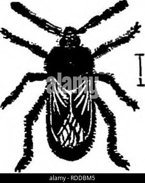 . Bauernhof Freunde und Feinde: einen Text - das Buch der Agrarwissenschaften. Landwirtschaftliche Schädlinge, Nützlinge und Schädlinge. HEMIPTERA: DIE ECHTE BUGS 75 vor. Nach dem Leben in dieser vierten Phase für etwa eine Woche, das Insekt Häutungen zum vierten Mal, die Eingabe auf der fünften Stufe. Es ist jetzt ganz anders aussehen, und ist leicht wie ein ausgewachsener Nymphe, - ein Zustand, analog zu der Puppe stand der Schmetterlinge und Motten, da es die Bühne unmittelbar vor den Erwachsenen anerkannt. Die Flügel sind stark vergrößert, während die Thorax wid ist - ened und verlängert. Der Körper ist mehr rectang Stockfoto