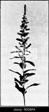 . Bauernhof Freunde und Feinde: einen Text - das Buch der Agrarwissenschaften. Landwirtschaftliche Schädlinge, Nützlinge und Schädlinge. 62 FARM Freunde und Feinde. Dann Schnitt- oder Futtermittel aus dem Gras häufig einen flachen Entwicklung der Rebstöcke zu induzieren. Diese können dann von flachpflügen gedreht werden und zerstört. Durch saubere Kommunikationskultur, Sommer Brache, oder im Winter einfrieren. Lektionen von Unkraut Die wichtigsten allgemeinen Lehren, die wir aus unserer Studie von Wildkräutern lernen können, sind zunächst, dass gute Landwirtschaft ist der beste vorbeugende an ihren Verletzungen, und zweitens, dass dies muss" übte nicht nur durch die Weit Stockfoto