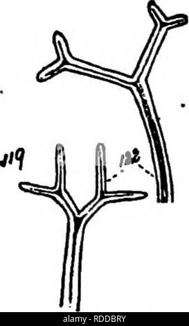 . Die Pilze, die die Krankheit verursachen. Pflanzenkrankheiten; Pilze. 184 DIE PILZE, DIE URSACHE DER KRANKHEIT Abb. 133.- s. oxycan-t h a e, Anhängsel Tipps. Nach Sal-mon. Spirea und Vaccinium. Besonders schädlich, Kirsche und Apfel. In der gesamten nördlichen Hemisphäre. S. tridactyla (Wal) De Bary von Lachsen ^^ Wie eine Vielzahl der letzten Arten angesehen wird. Gastgeber: Pflaume und andere Arten von Pnmus und Spirea. Ähnlich wie bei der vorhergehenden in Gewohnheit und allgemeinen Charakter, aber unterschiedliche in mehr kritischen verwen-det. Perithecia 70-105 fi; Zellen 10-15/i; ap-pendages 2-8 in der Regel 4, 1- bis 8-fache des diamete Stockfoto