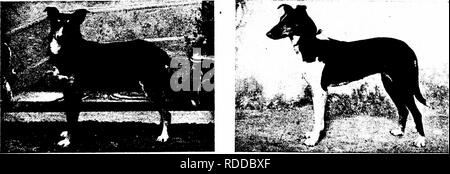 . Der Hund Buch: eine populäre Geschichte des Hundes, mit praktischen Informationen über die Pflege und Verwaltung von Haus, Zwinger, und Ausstellung Hunde, und Beschreibungen aller wichtigen Rassen. Hunde. CLAYTON ÜBERRASCHUNG REDCAR LASSIE dargestellt von Frau J. L. Kernochan, am Atlantic City, April, 1903. CH. BARDON VENTURE CH. ELEANOR DE MONTFORT zwei leadiag Glättet in England in der heutigen Zeit. Bitte beachten Sie, dass diese Bilder sind von der gescannten Seite Bilder, die digital für die Lesbarkeit verbessert haben mögen - Färbung und Aussehen dieser Abbildungen können nicht perfekt dem Original ähneln. extrahiert. Stockfoto