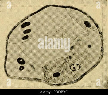 . Die Eier der Säugetiere. Ovum; Embryologie - Säugetiere; Säugetiere -- Physiologie; Eizelle. Abb. 3 Abb. 4. Bitte beachten Sie, dass diese Bilder sind von der gescannten Seite Bilder, die digital für die Lesbarkeit verbessert haben mögen - Färbung und Aussehen dieser Abbildungen können nicht perfekt dem Original ähneln. extrahiert. Pincus, Gregory, 1903-1967. New York, der Macmillan Company Stockfoto