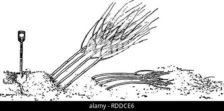 . Prinzipien der amerikanischen Forstwirtschaft. Die Wälder und die Forstwirtschaft. XLK" iEKY PRAXIS. 117 frout Schließen in der ersten Graben und damit einen Graben für die nächste Zeile. Wenn Bäume, die fragwürdigen hardi-ness zu Betuchten bleiben - im Winter, es ist ein guter Plan die Spitzen nach unten zu beugen und mit Erde zu bedecken. Dies ist nur erforderlich für den Winter Schutz. Die Vernachlässigung richtig Ferse - in Baumschulen Sobald Sie empfangen ist zweifellos eine häufige Ursache für das Scheitern. Dies gilt insbesondere im Fall von Pflanzgut, das sind^ nerally in Bündeln überwintert, da sie haften zu trocknen, im Winter. Das Bündel Stockfoto