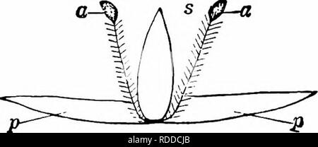 . Handbuch der Blume Bestäubung: auf Hermann Mu?ller Arbeit" die Befruchtung der Blüten durch Insekten". Düngung von Pflanzen. Abb. 401. Narthiciiim ossifragitni^ Huds. (Von Natur, schematische^(i) Blüte, von oben gesehen. (2) tun., Von der Seite, nach dem Ausbau einiger Staubblätter und Teil der tlie Blütenhülle (x2A). a, antheren; p, fällt; s, Schande. Farbe - sind nicht nur auf den inneren Seiten der Staubgefäße, werden aber auch oft durch die Haare an den Außenseiten der Filamente gefangen gefunden werden; diese müssen daher fremden Pollen werden. Nachdem zu einem späteren Zeitpunkt verschiedene beobachtet werden. Stockfoto