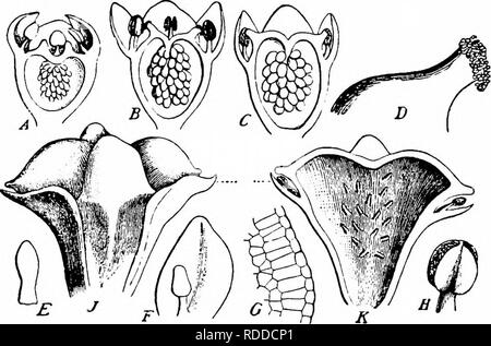 . Handbuch der Blume Bestäubung: auf Hermann Mu?ller Arbeit" die Befruchtung der Blüten durch Insekten". Düngung von Pflanzen. 412 ANGIOSPERMEN - DICOTYLEDONES 977. C. tetrandrum Pommes (= C. alternifolium, entsprechend dem Index Kewensis). (Erwärmung, 'Arkt. Vaxt. Biol., S. 4-7.) - Erwärmung untersucht Pflanzen von Spitzbergen. Die Blüten sind grünlich, weniger offen als in C. oppositifolium, und mit einer kaum entwickelten Nektarium. Neben homogamy, leichte Proterandrie beobachtet wurde. Automatische Selbstbestäubung regelmäßig erhält durch den Kontakt der Narben mit den antheren der beiden äußeren Staubblätter Stockfoto