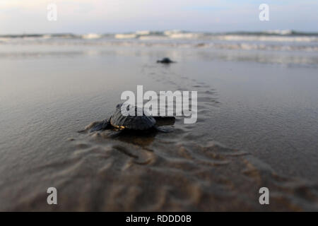 Eine Schildkröte gesehen auf dem Weg zum Meer nach der Erhaltung. Dutzende von indonesischen Studenten freigegeben die Art der Baby Lekang Schildkröte (Lepidochelys olivacea) nach Durchführung von Erhaltungsmaßnahmen an der Küste von North Aceh Regency, Provinz Aceh, Indonesien. Nach Angaben der Internationalen und der Erhaltung der natürlichen Ressourcen (IUCN) der sieben Arten von Schildkröten in der Welt, die in der roten Liste der Tiere, die vom Aussterben bedroht sind, sechs von ihnen können nur in Indonesien gefunden werden. Stockfoto