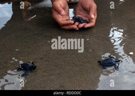 Eine Schildkröte ist gesehen zu werden an das Meer nach der Erhaltung freigegeben. Dutzende von indonesischen Studenten freigegeben die Art der Baby Lekang Schildkröte (Lepidochelys olivacea) nach Durchführung von Erhaltungsmaßnahmen an der Küste von North Aceh Regency, Provinz Aceh, Indonesien. Nach Angaben der Internationalen und der Erhaltung der natürlichen Ressourcen (IUCN) der sieben Arten von Schildkröten in der Welt, die in der roten Liste der Tiere, die vom Aussterben bedroht sind, sechs von ihnen können nur in Indonesien gefunden werden. Stockfoto