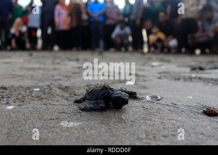 Eine Schildkröte gesehen auf dem Weg zum Meer nach der Erhaltung. Dutzende von indonesischen Studenten freigegeben die Art der Baby Lekang Schildkröte (Lepidochelys olivacea) nach Durchführung von Erhaltungsmaßnahmen an der Küste von North Aceh Regency, Provinz Aceh, Indonesien. Nach Angaben der Internationalen und der Erhaltung der natürlichen Ressourcen (IUCN) der sieben Arten von Schildkröten in der Welt, die in der roten Liste der Tiere, die vom Aussterben bedroht sind, sechs von ihnen können nur in Indonesien gefunden werden. Stockfoto