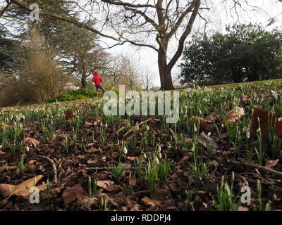 Oxford, UK. 18. Januar 2019. UK Wetter: schneeglöckchen an einem sonnigen Wintertag in Oxford University Parks. Credit: Angela Swann/Alamy leben Nachrichten Stockfoto