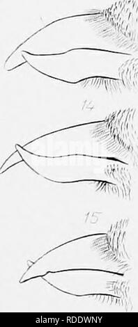 . Schlüssel für nordamerikanische Vögel; enthält eine kurze Beschreibung aller Arten von Wohn- und fossiler Vogel derzeit vom Kontinent nördlich der mexikanischen Grenze und der Vereinigten Staaten bekannt. Illustriert von 6 Stahlplatten und aufwärts von 250 Holzschnitte. Vögel. KliY T ('' - % ^j^2^.-'^&lt;:!' &Lt;^- m. ^' 17. Bitte beachten Sie, dass diese Bilder sind von der gescannten Seite Bilder, die digital für die Lesbarkeit verbessert haben mögen - Färbung und Aussehen dieser Abbildungen können nicht perfekt dem Original ähneln. extrahiert. Coues, Elliott, 1842-1899. Salem [Mass. ] Naturforscher "Agentur; New York, Stockfoto