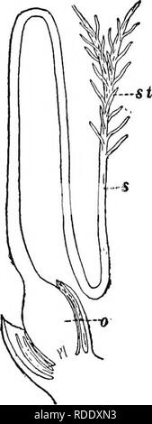 . Botanik für landwirtschaftliche Studenten. Botanik. 34 STEMPEL UND STAUBGEFÄSSE ing das Ovar und der Schande, da der Stil bekannt. In den griffel der Kirsche in Abbildung 35 gezeigt die Teile angezeigt werden. Der Fruchtknoten ist bei 0. Die Schande ist das erweiterte Oberfläche an der st. Der Stil ist bei s und ist ein Stiel Struktur, die aus den Eierstöcken und der Unterstützung der Stigmatisierung. In den Mais, der Stil ist sehr lang und das stigma abgezweigt. (Abb. 36.) In Weizen, Hafer, Gerste und Reis gibt es zwei sehr kurze Stile und die Narben sind weit verzweigt und Plume-wie. {Abb. 37.) Stile und Narben variieren stark zwischen den Werken. Eierstock. Stockfoto
