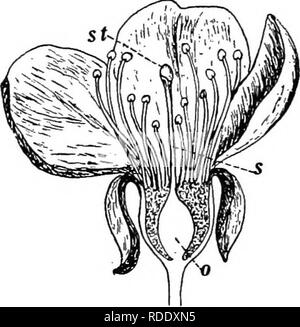 . Botanik für landwirtschaftliche Studenten. Botanik. Kapitel IV STEMPEL UND STAUBGEFÄSSE Struktur und Funktion von Stempel und Staubgefäße der Stempel und Staubgefäße werden die Organe, auf die sich die Produktion von Saatgut abhängig und aus diesem Grund die wesentlichen Teile der Blume aufgerufen werden. Der Kelch und Krone schützen die wesentliche Organe und oft helfen bei der Produktion von Saatgut, aber sie sind nicht wesentlich. In eingeschlechtlich Blumen, Samen werden nur in der Blumen haviag Blütenstempel. Die staminate Blumen in den Mais Quaste produzieren keinen Kernel, und in dicecious Pflanzen, wie Hanf, Weiden, und der Maulbeere, Samen und Früchte Stockfoto