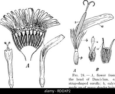 . Botanik für landwirtschaftliche Studenten. Botanik. 24 Blumen Banner; die zwei Seitenteilen, als Flügel bezeichnet, und die einzigen Boot-förmige Teil unter die Flügel, wie der Kiel bekannt. In der Rotklee Blume in Abbildung 21 gezeigt, diese Teile sind hervorgehoben. Die Staubgefäße und Stempel werden vollständig von der Kiel umschlossen, und wenn der Druck wird am Kiel ausgeübt, die Staubgefäße und Stempel aus ihrem Gehege mit viel Kraft. {Abb. 22.). B^Abb. 23. - Blumen der Schafgarbe {Achillea millefolium), einem Verbund. Ein, ein Kopf der Blumen, geschnitten, zeigt die Strap-förmigen Blumen Um die Marge und t Stockfoto